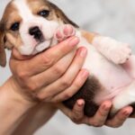MERSI-female-Beagle-puppy-for-sale-1