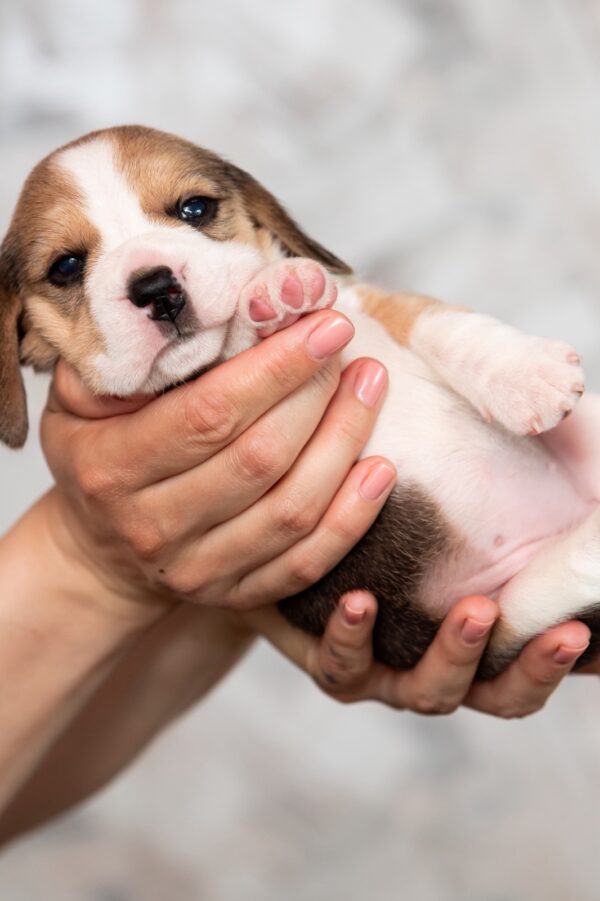 Mersi Beagle Mersi Beagle