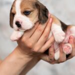 MERSI-female-Beagle-puppy-for-sale-2