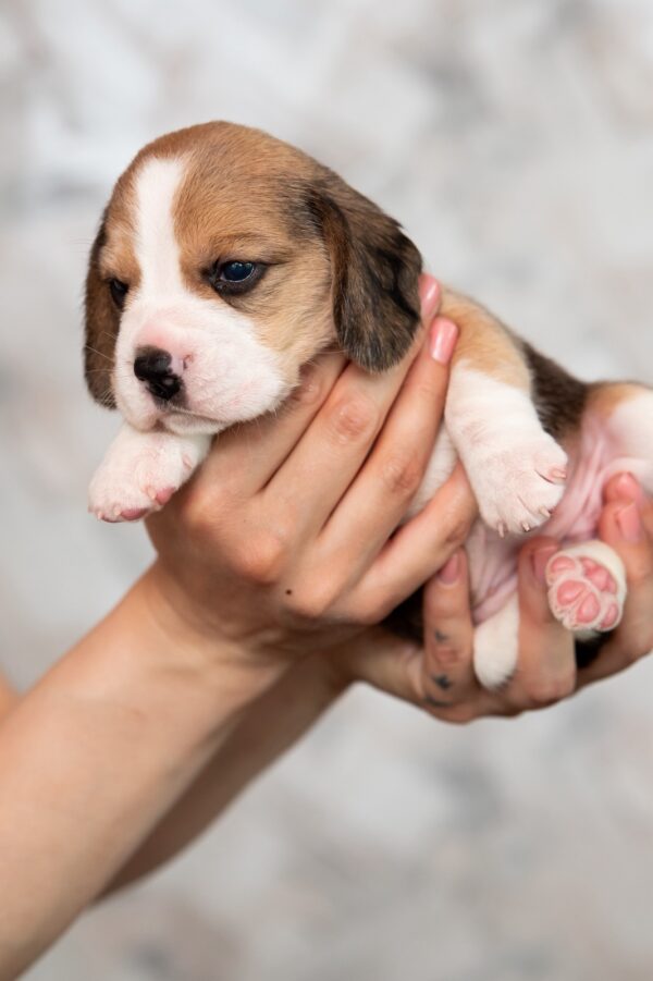 Mersi Beagle Mersi Beagle