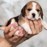 MERSI-female-Beagle-puppy-for-sale-3