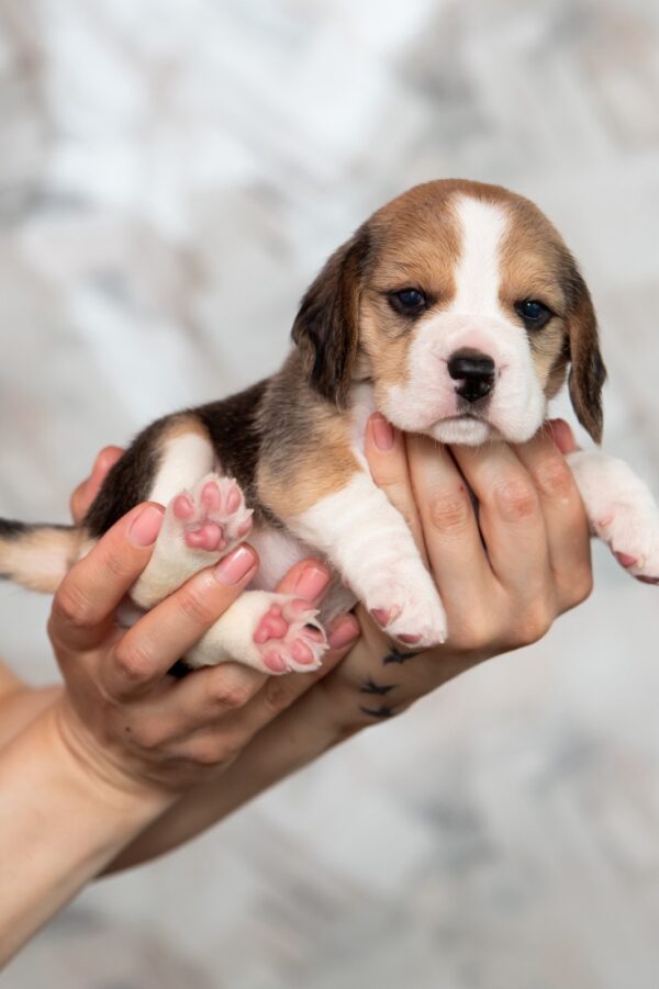 Mersi Beagle Mersi Beagle