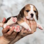 MERSI-female-Beagle-puppy-for-sale-4