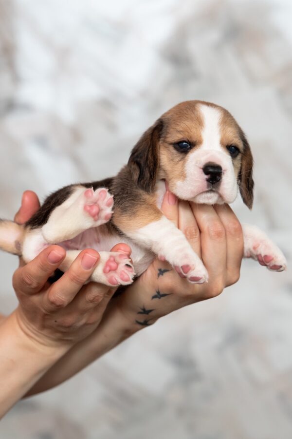 Mersi Beagle Mersi Beagle