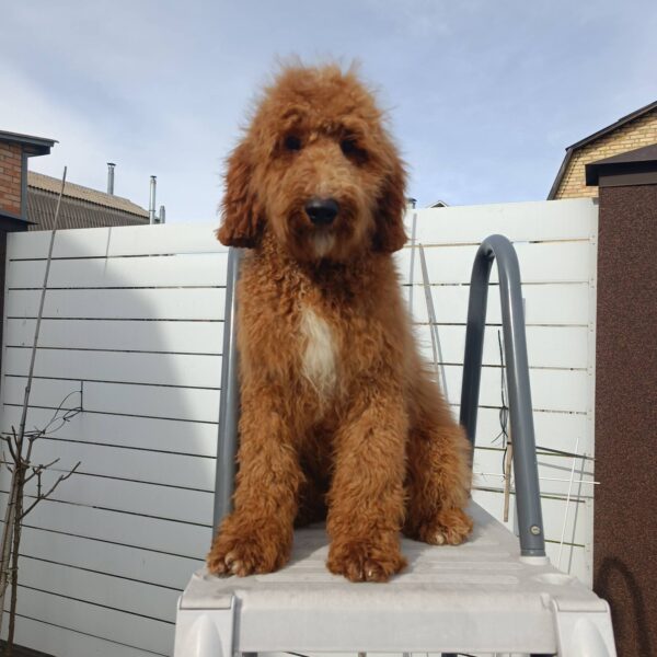 Markiz Goldendoodle Markiz Goldendoodle