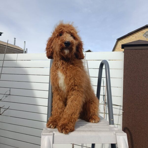 Markiz Goldendoodle Markiz Goldendoodle