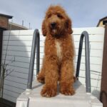 Markiz-male-Goldendoodle-puppy-for-sale-3