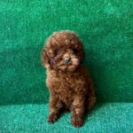Medi-female-toy-poodle-puppy-for-sale-1 (1)(1)