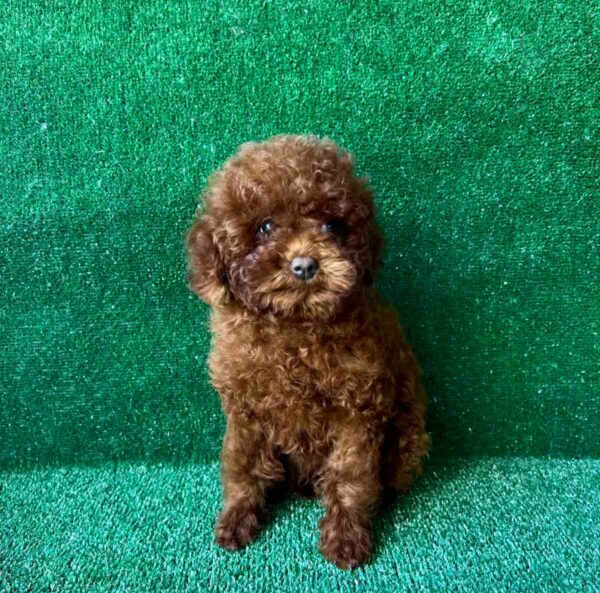 Medi Toy Poodle Medi Toy Poodle