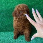 Medi-female-toy-poodle-puppy-for-sale-1 (2)(1)