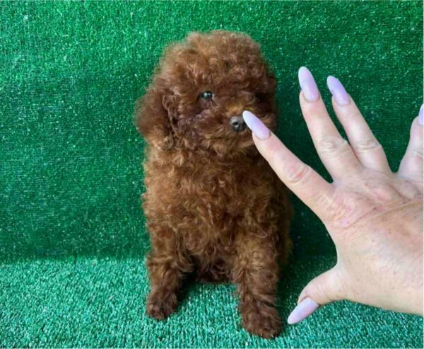 Medi Toy Poodle Medi Toy Poodle