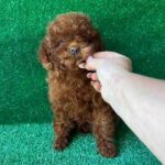 Medi-female-toy-poodle-puppy-for-sale-1 (3)(1)