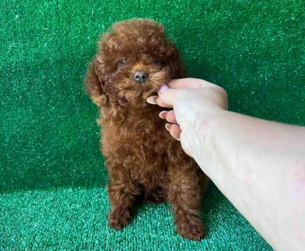 Medi Toy Poodle Medi Toy Poodle