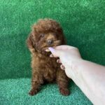 Medi-female-toy-poodle-puppy-for-sale-1 (4)