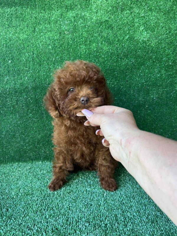 Medi Toy Poodle Medi Toy Poodle