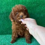 Medi-female-toy-poodle-puppy-for-sale-1 (4)(1)