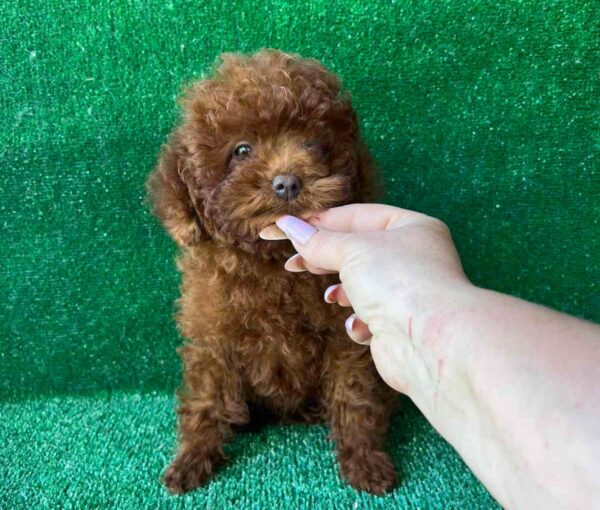 Medi Toy Poodle Medi Toy Poodle