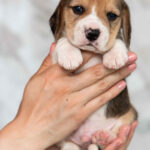 Mentos-male-Beagle-puppy-for-sale-1