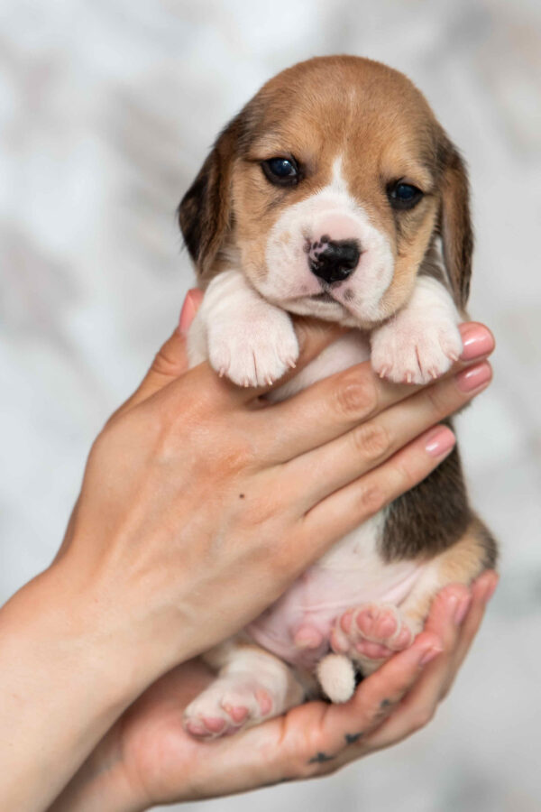 Mentos Beagle Mentos Beagle