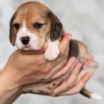 Mentos-male-Beagle-puppy-for-sale-2