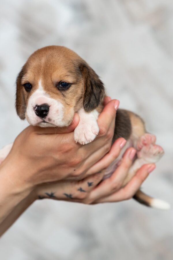 Mentos Beagle Mentos Beagle