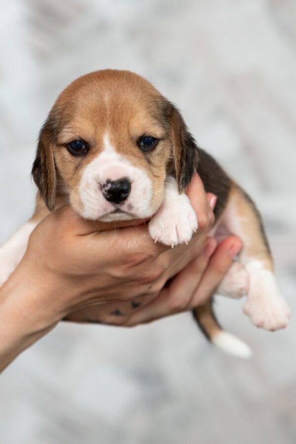 Mentos Beagle Mentos Beagle