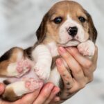 Mentos-male-Beagle-puppy-for-sale-4