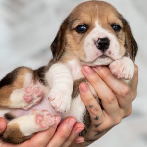 Mentos Beagle Mentos Beagle