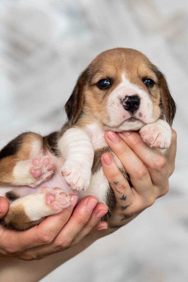 Mentos Beagle Mentos Beagle