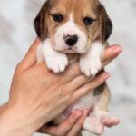 Mentos-male-Beagle-puppy-for-sale-5