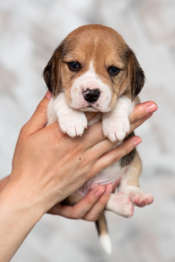 Mentos Beagle Mentos Beagle