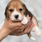 Mentos-male-Beagle-puppy-for-sale-6
