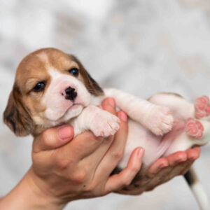 Milka Beagle Milka Beagle
