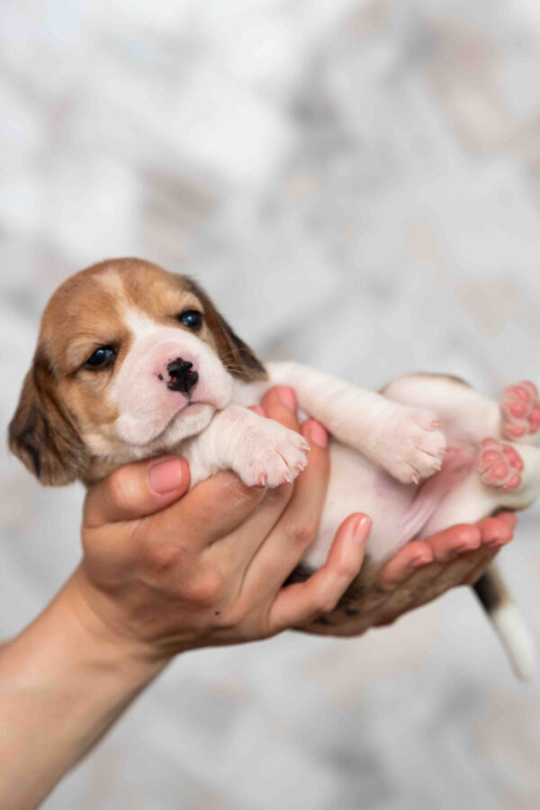 Milka Beagle Milka Beagle