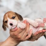 Milka-female-Beagle-puppy-for-sale-2