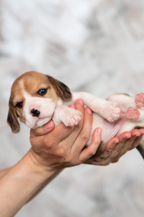 Milka Beagle Milka Beagle
