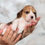 Milka-female-Beagle-puppy-for-sale-3