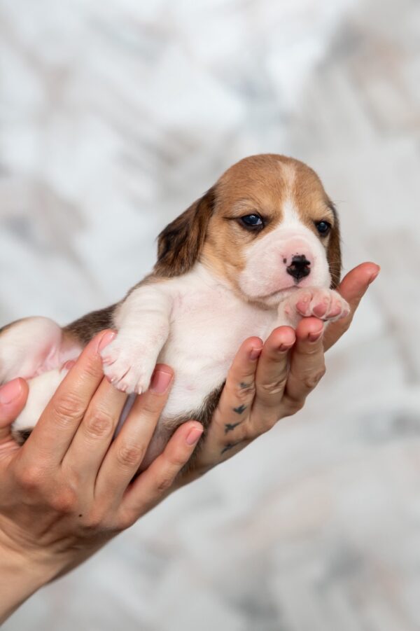 Milka Beagle Milka Beagle