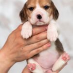 Milka-female-Beagle-puppy-for-sale-4