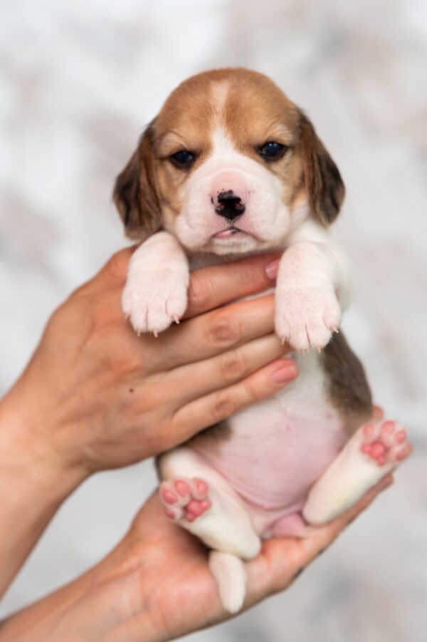 Milka Beagle Milka Beagle