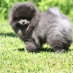 Milo-male-Pomeranian-puppy-for-sale-1