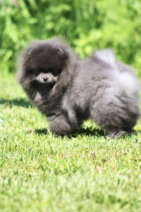 Milo Pomeranian Milo Pomeranian