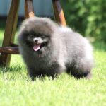 Milo-male-Pomeranian-puppy-for-sale-2