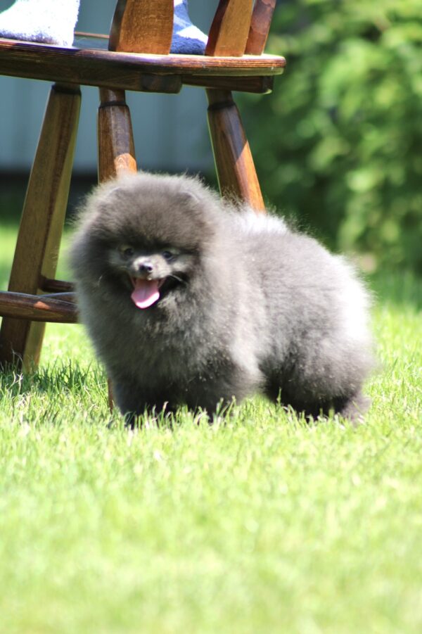 Milo Pomeranian Milo Pomeranian