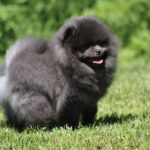 Milo-male-Pomeranian-puppy-for-sale-3