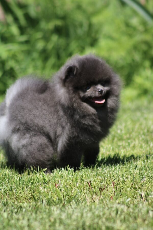 Milo Pomeranian Milo Pomeranian