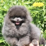 Milo-male-Pomeranian-puppy-for-sale-4