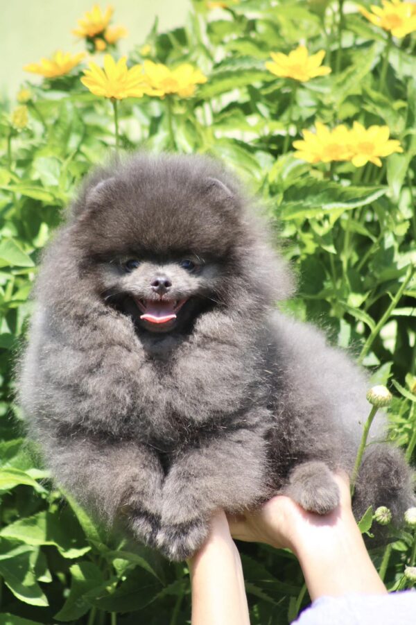 Milo Pomeranian Milo Pomeranian