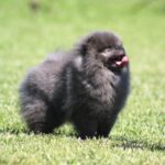 Milo-male-Pomeranian-puppy-for-sale-5