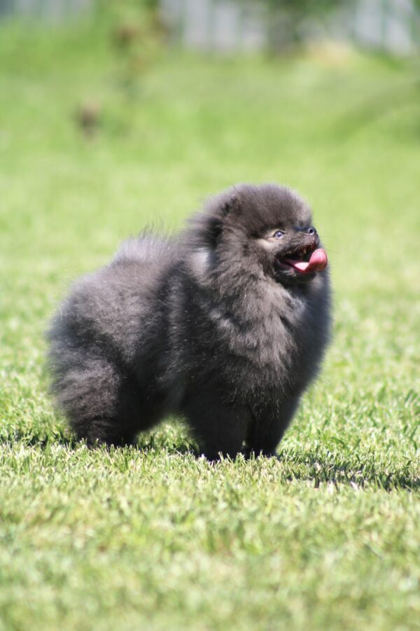 Milo Pomeranian Milo Pomeranian